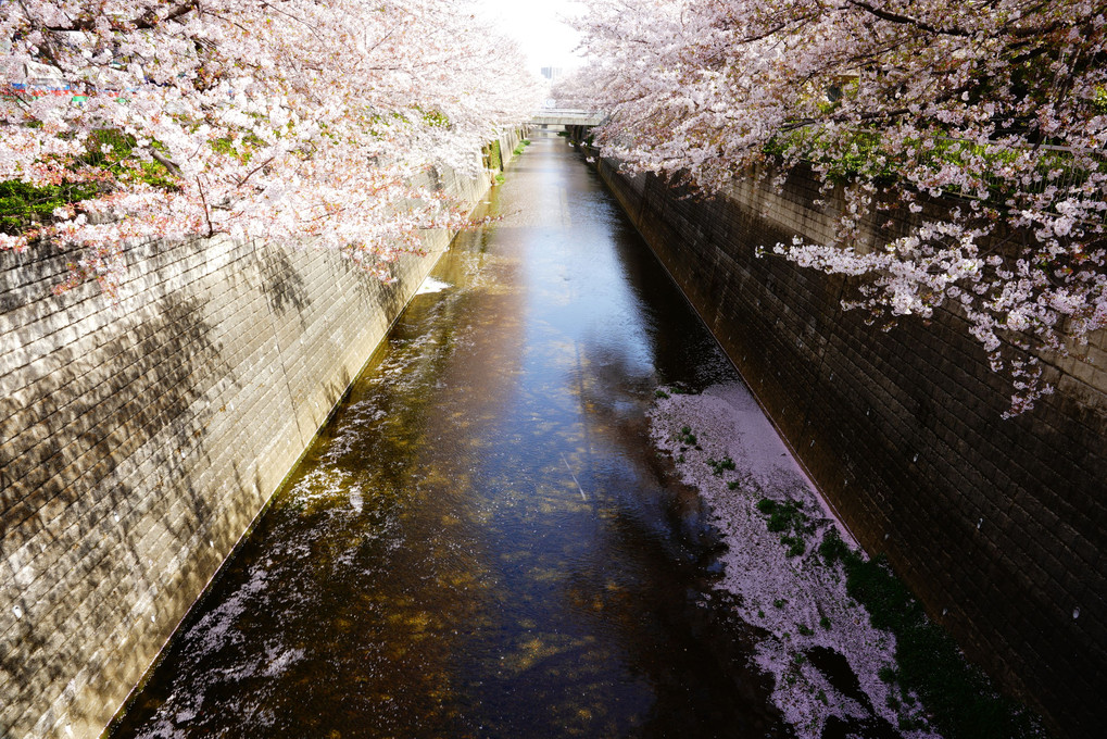 散りてなおも気品あり