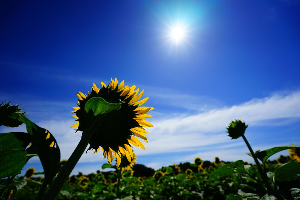 太陽を求めて