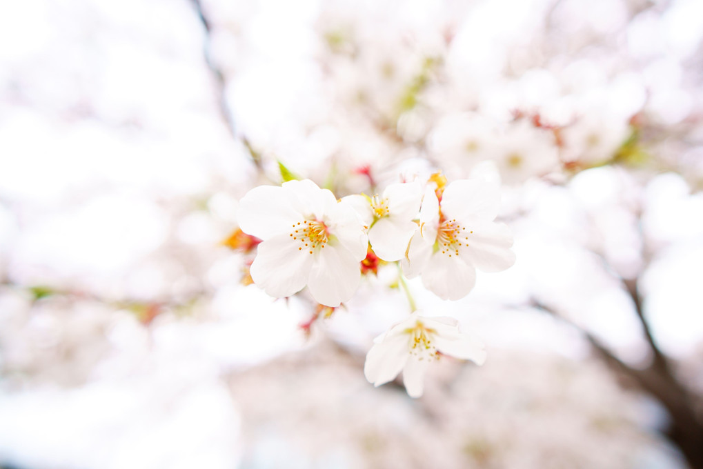 白飛びの桜
