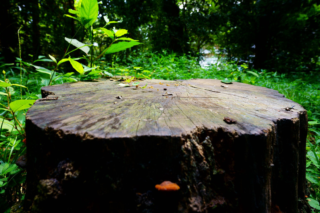 森のテーブル