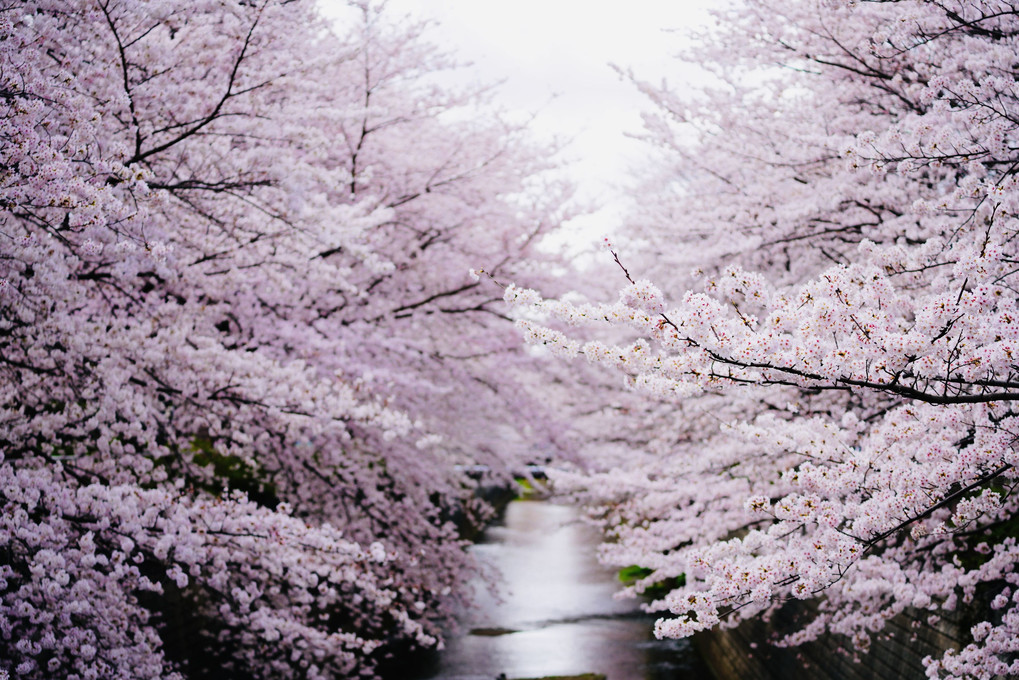 桜雲