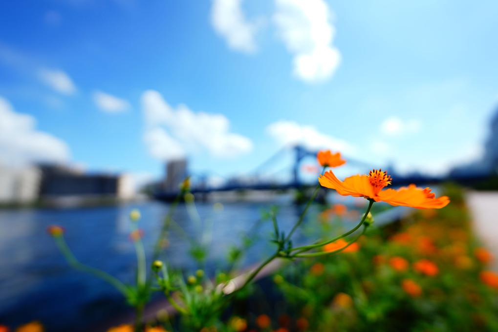 清洲橋と花姿