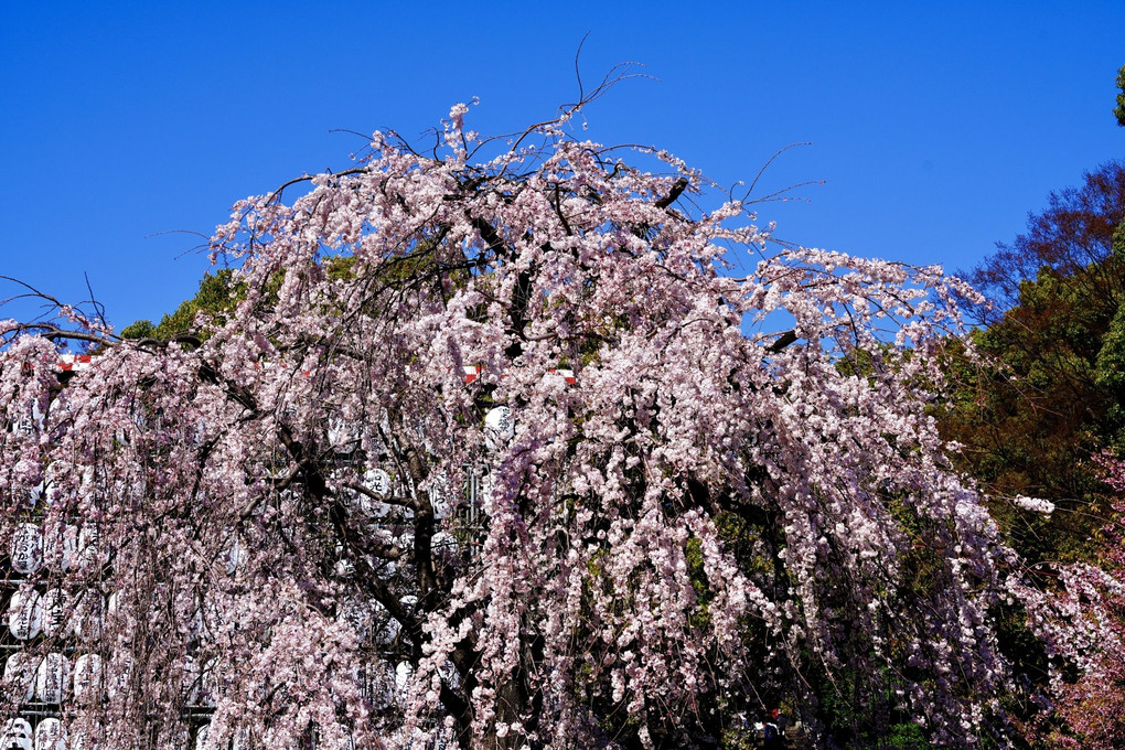 上野公園の枝垂れ桜
