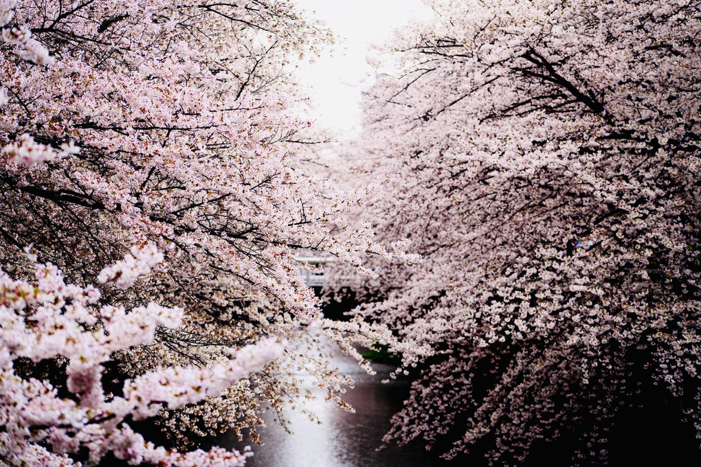 桜花回廊