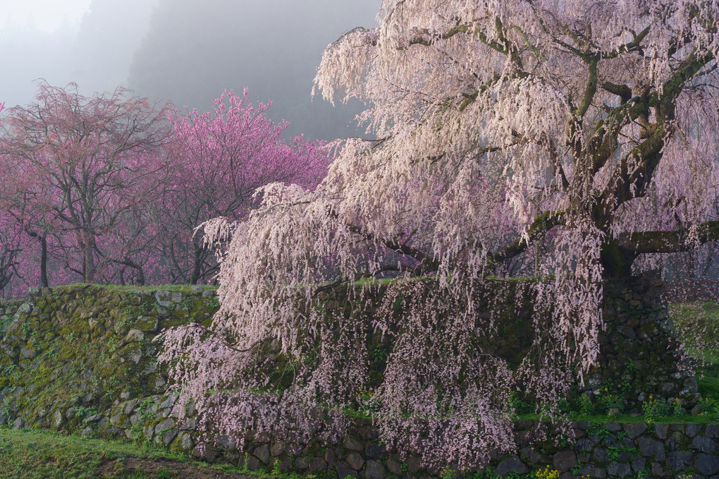 宇陀の瀧桜