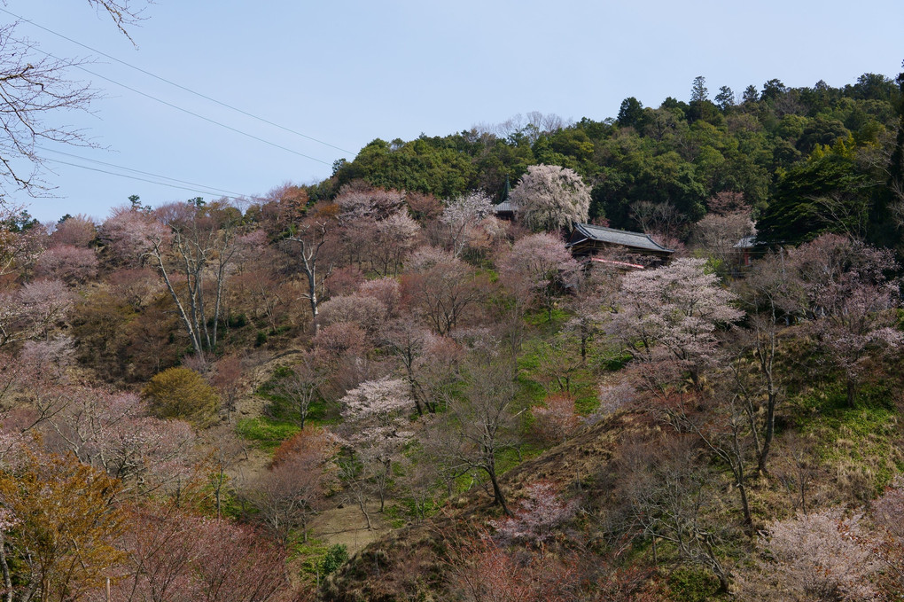 宇陀の又兵衛桜