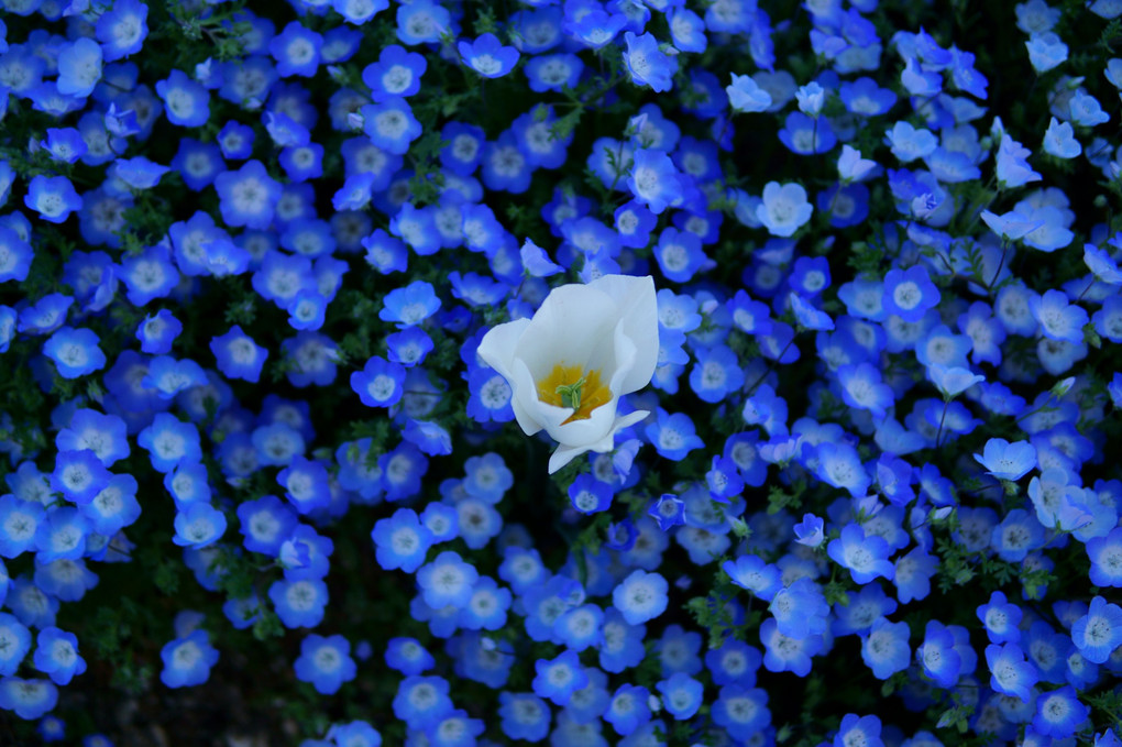 青い花園