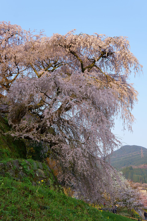 宇陀の又兵衛桜