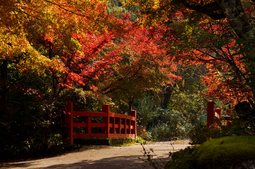 紅葉探して