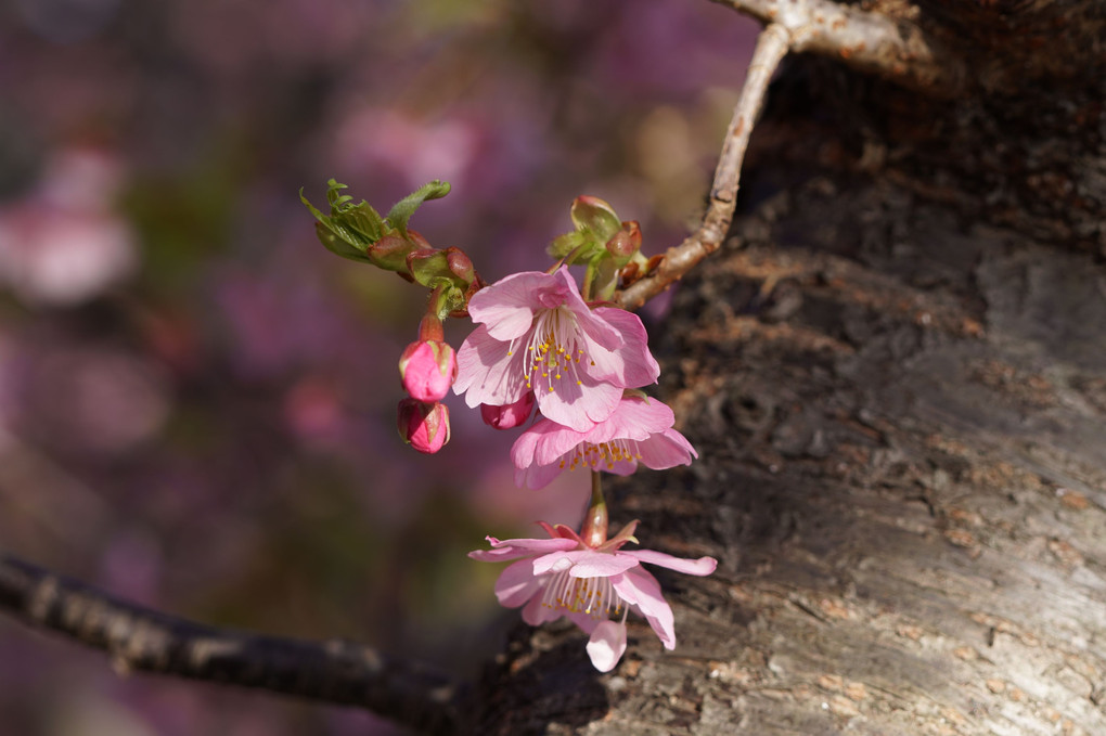 河津川沿いの河津桜