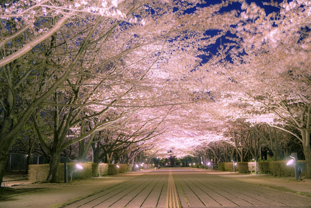 柏の葉公園の桜並木