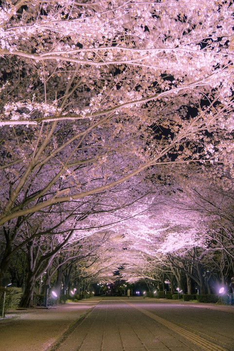 柏の葉公園の桜並木