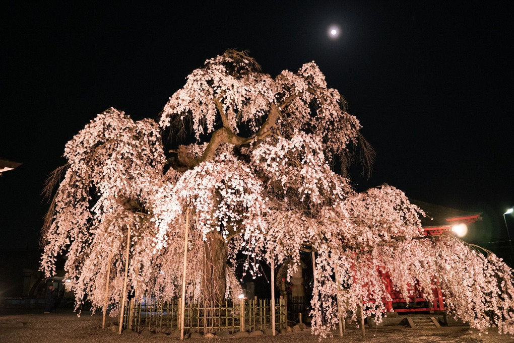 樹齢300年の枝垂れ桜