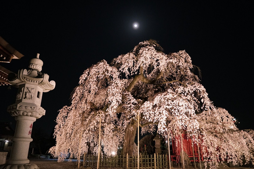 樹齢300年の枝垂れ桜