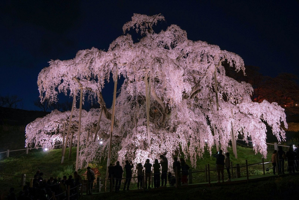 夜の三春滝桜