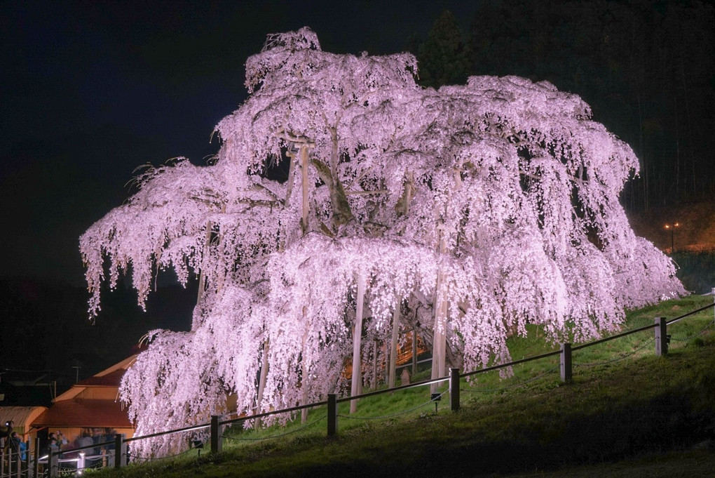 夜の三春滝桜