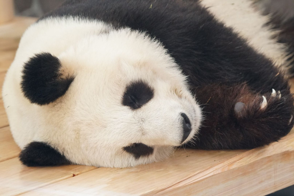 神戸市立王子動物園