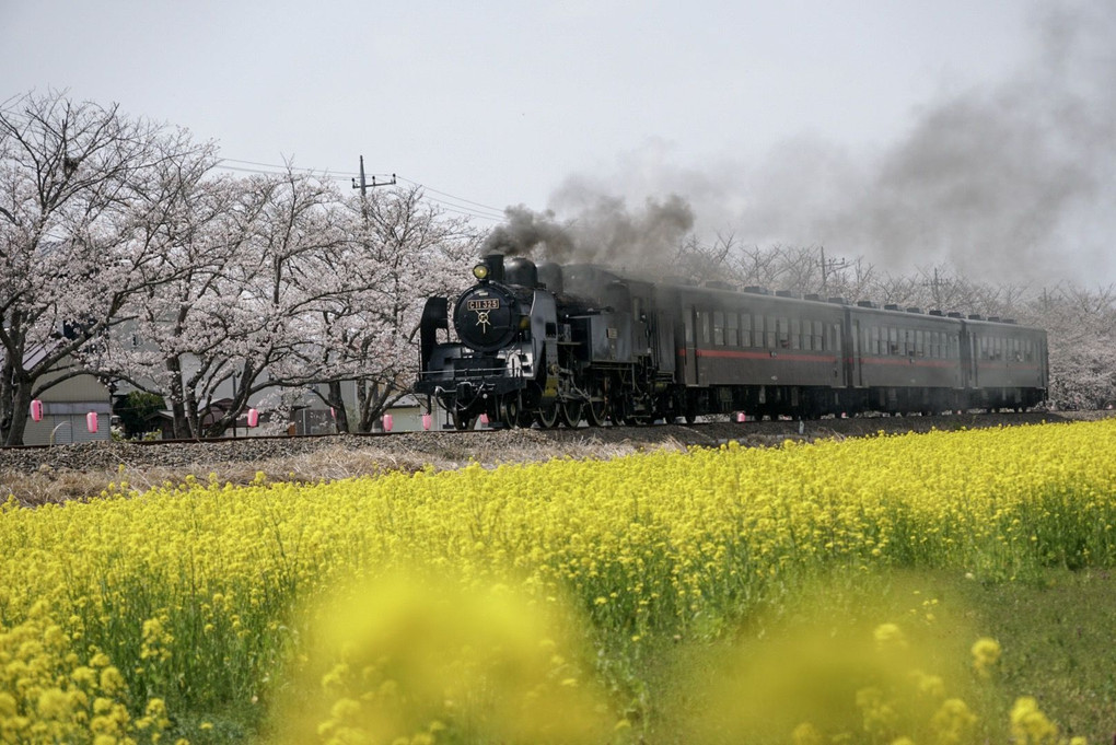 桜並木と菜の花畑を疾走する真岡鉄道のC11