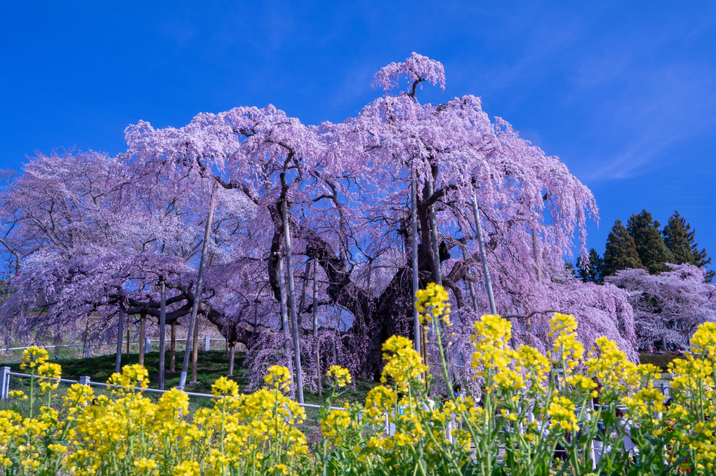 三春滝桜