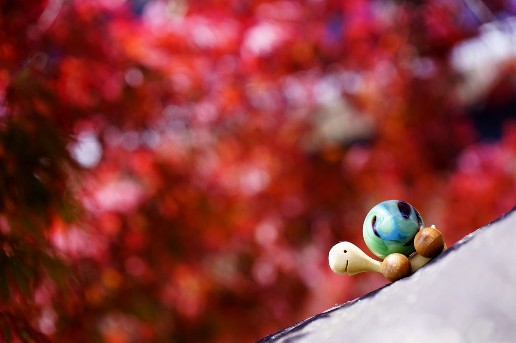 のんびり亀さんは秋を旅する。