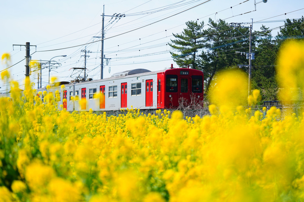 菜の花と電車
