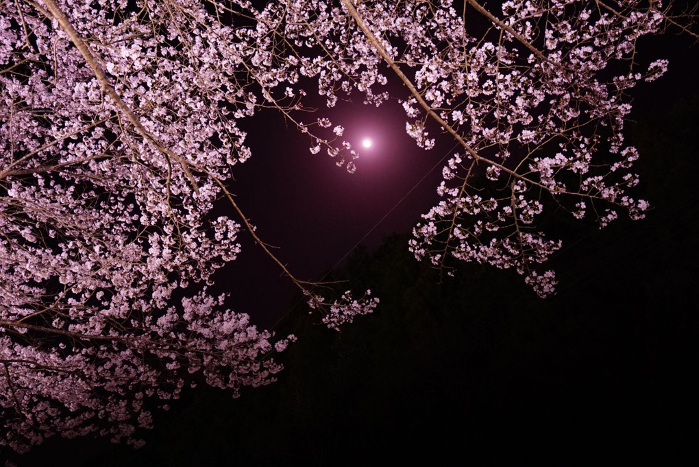 夜桜🌸