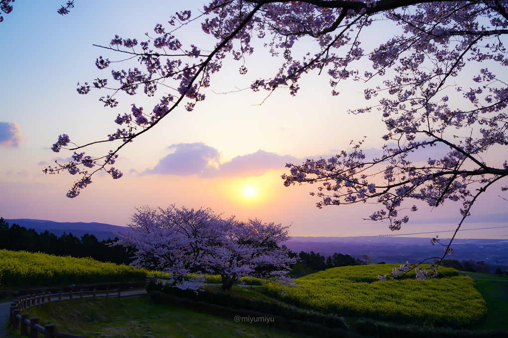 桜巡り