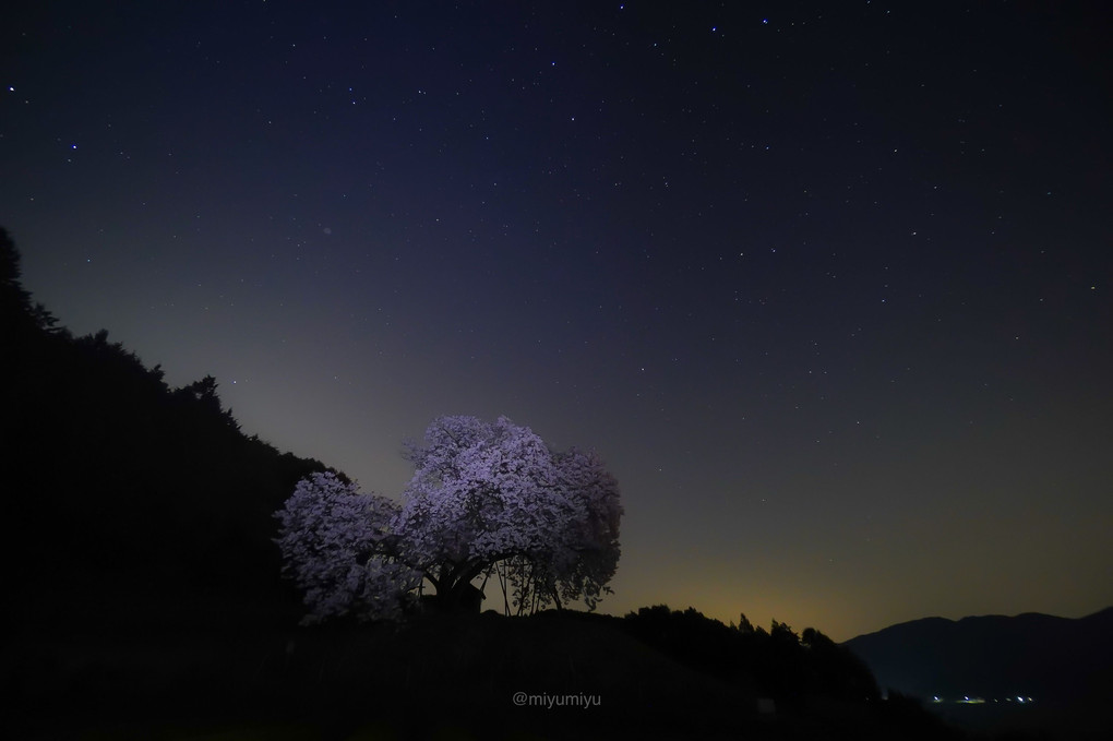 夜桜