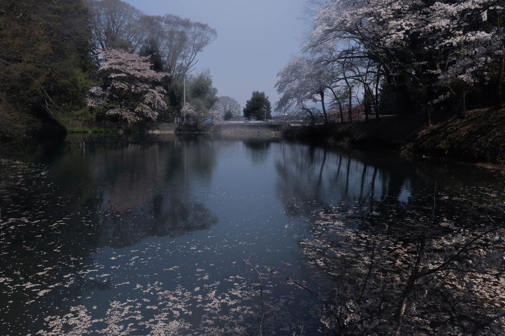 泉の桜