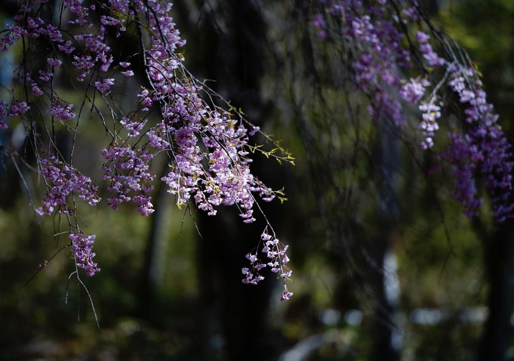 高原の桜