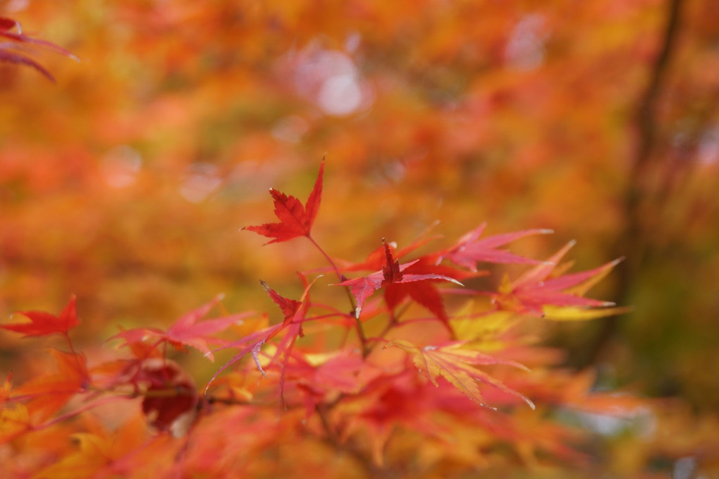 秋深し　京都・南禅寺の紅葉