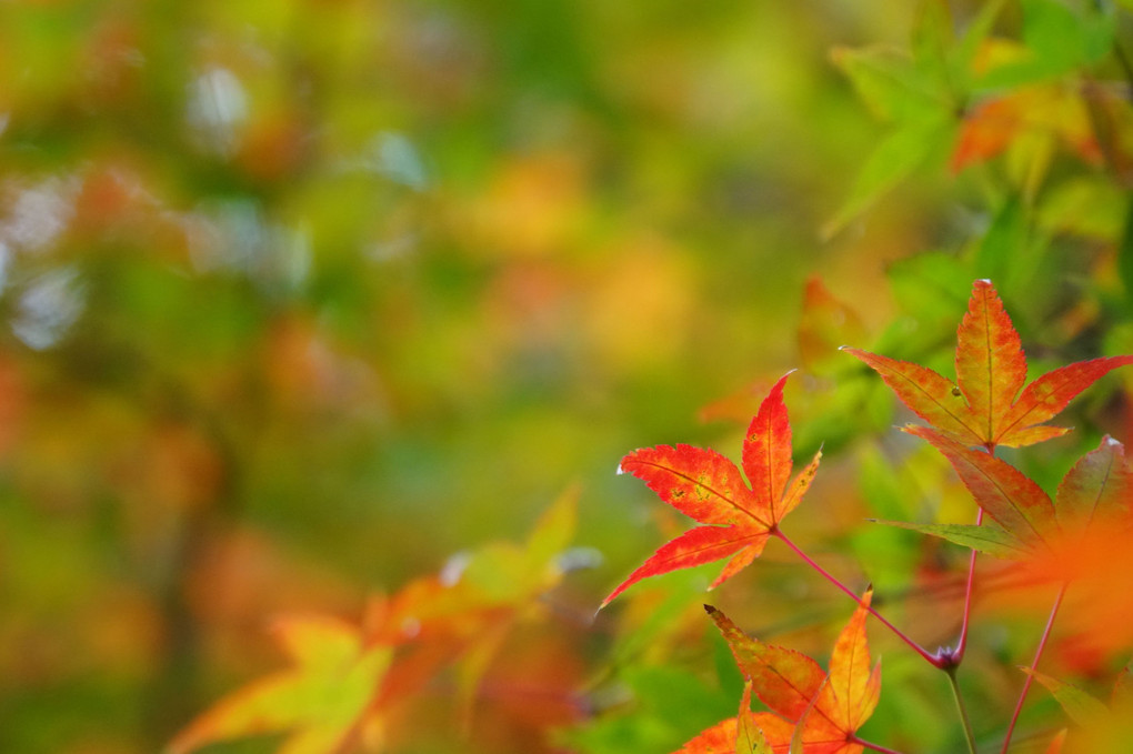 秋深し　京都・南禅寺の紅葉