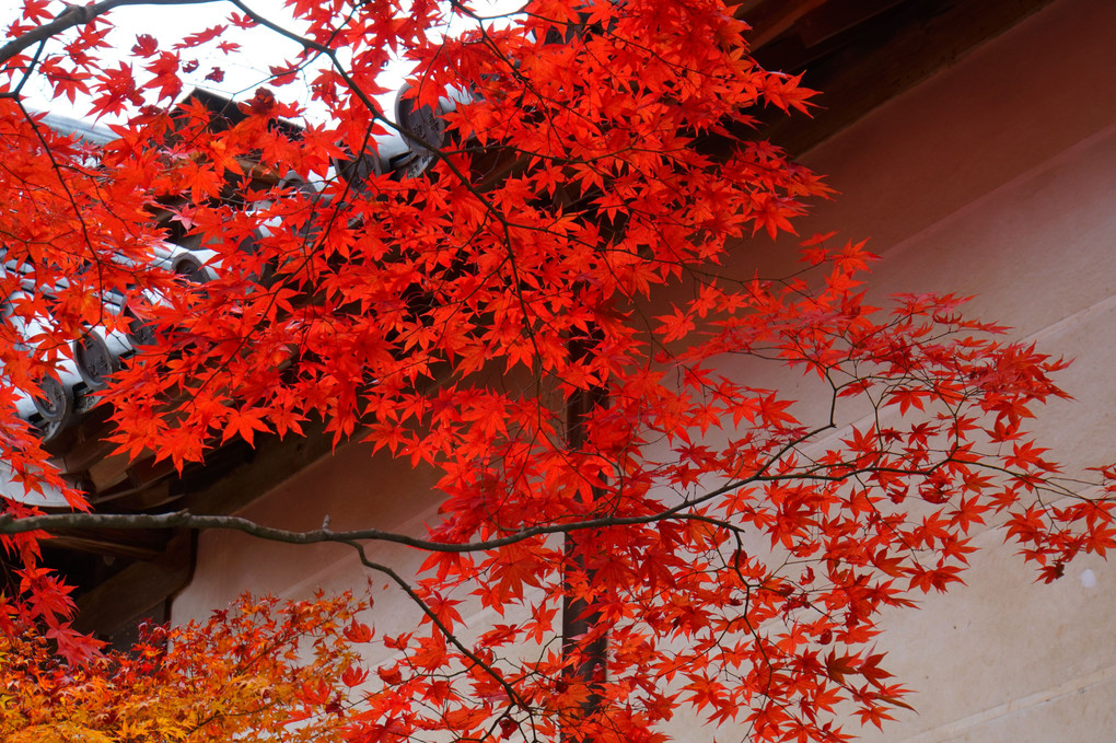 秋深し京都・二尊院