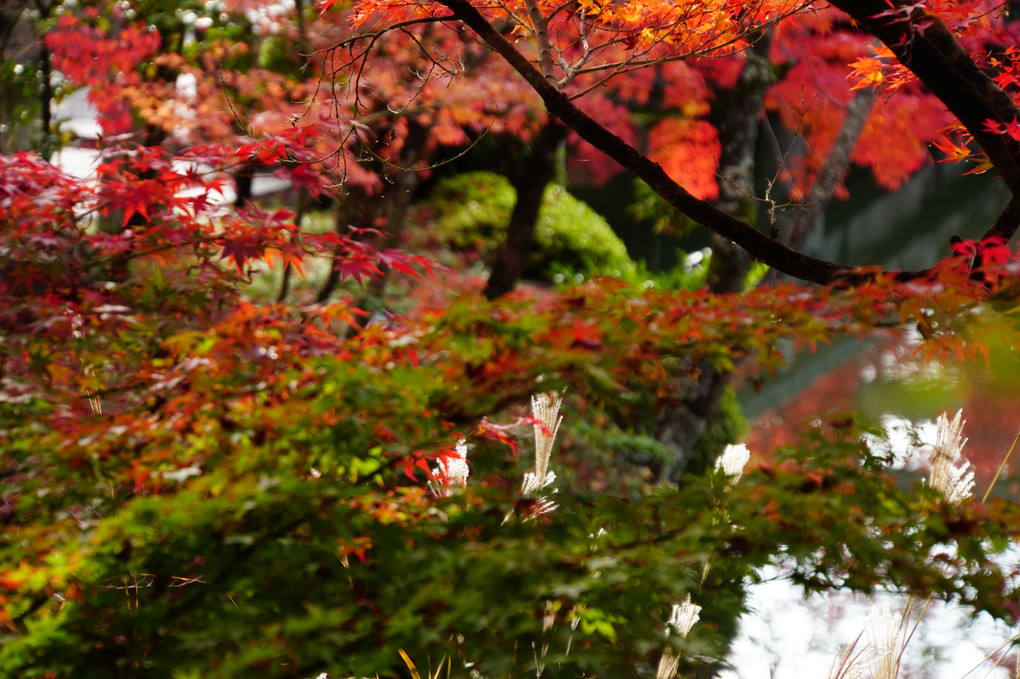 秋の想い出　京都・永観堂