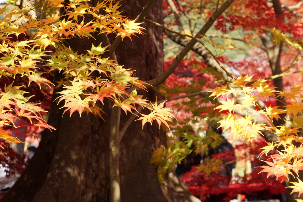 秋の想い出　京都・永観堂