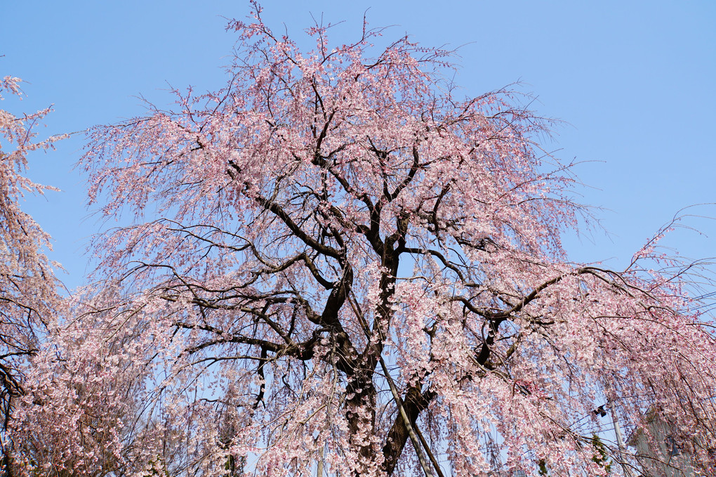 春の風にゆれて～枝垂れ桜～