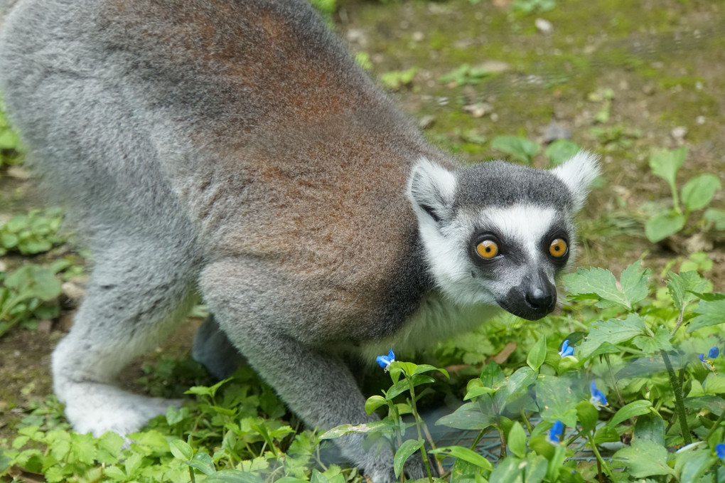 動物たち