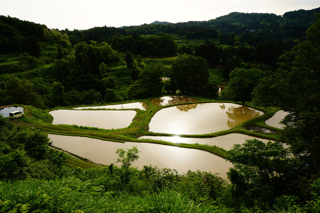 夕陽さす棚田