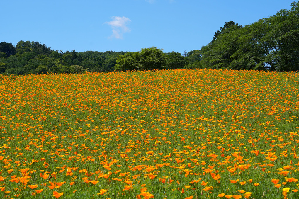 オレンジ色に染まる～ハナビシ草～