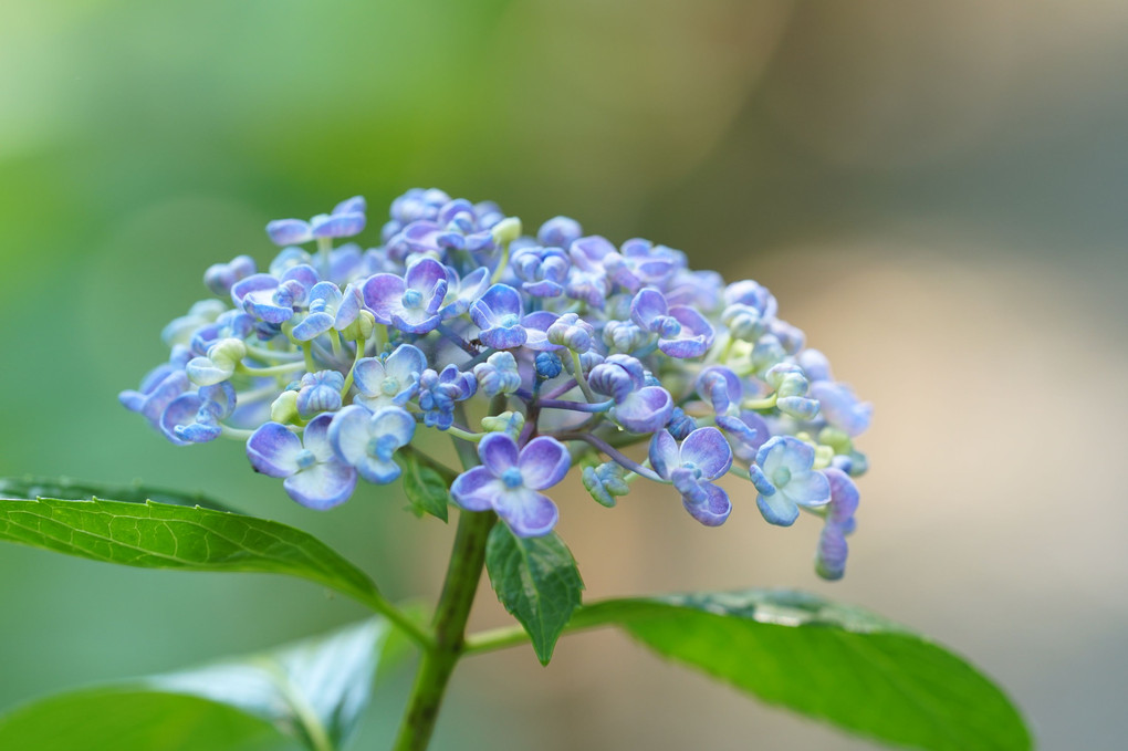 梅雨に咲く～紫陽花～