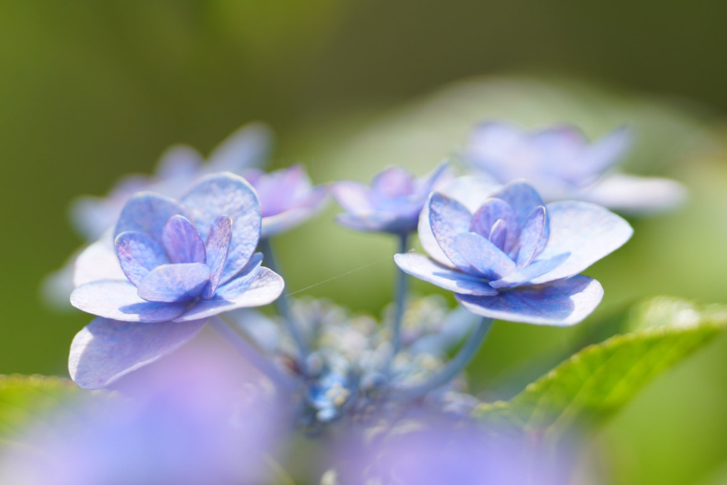 梅雨の花～紫陽花～