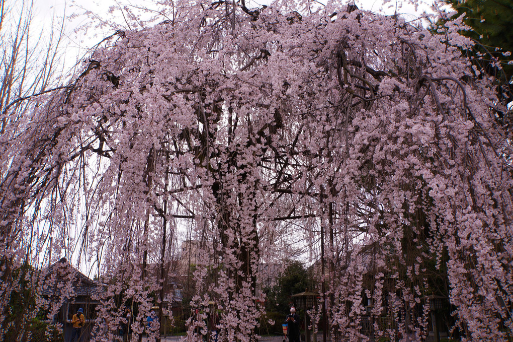 京都・しだれ桜を求めて