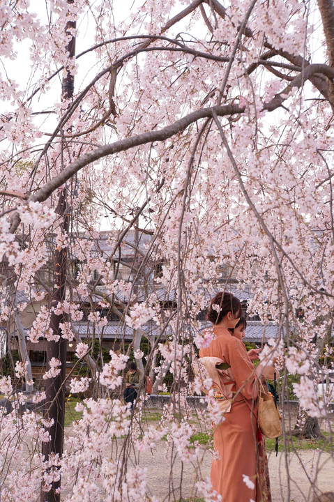 京都・しだれ桜を求めて