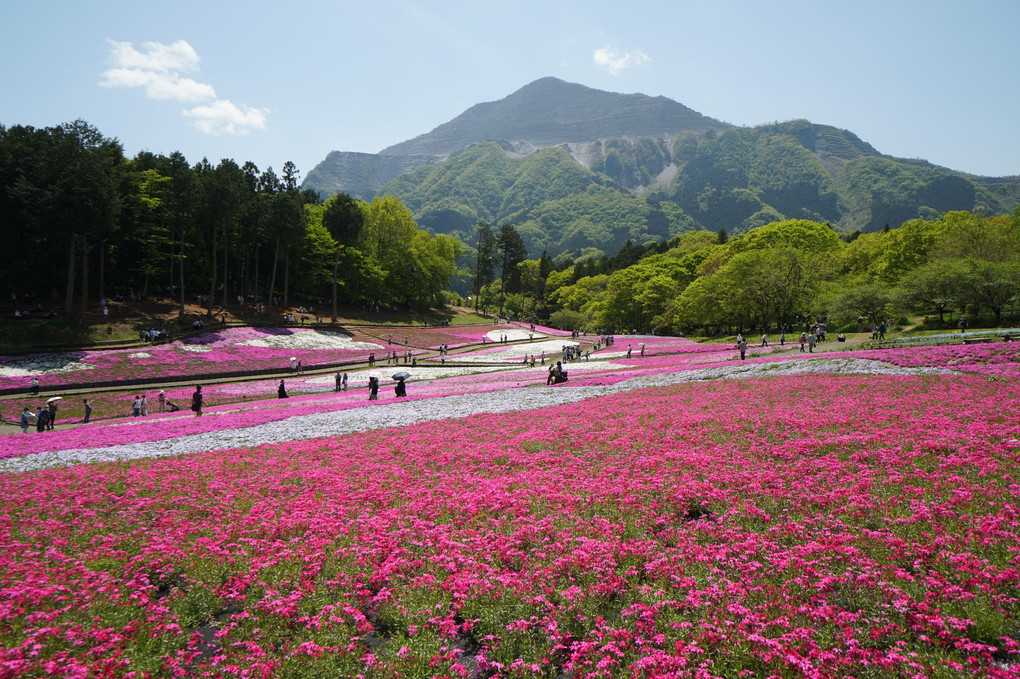 秩父の春～芝桜～ #カレンダー2024