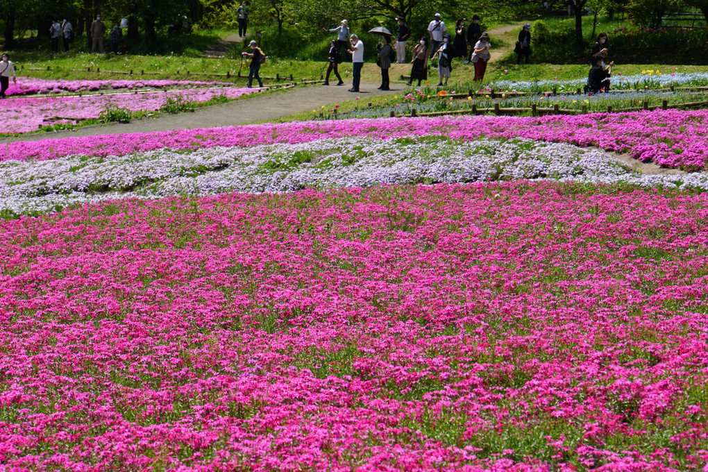 秩父の春～芝桜～ #カレンダー2024