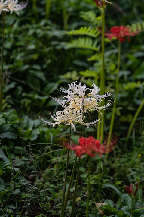 曼珠沙華その２