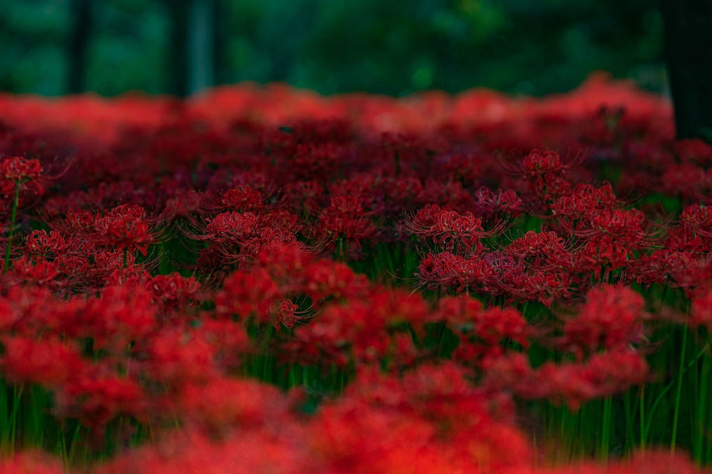 曼珠沙華その２