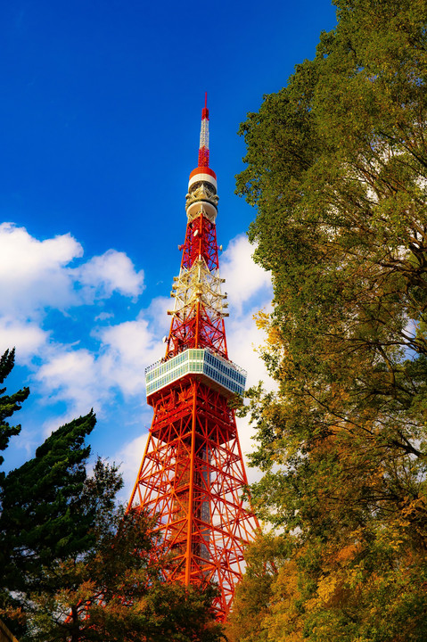 秋晴の東京タワー