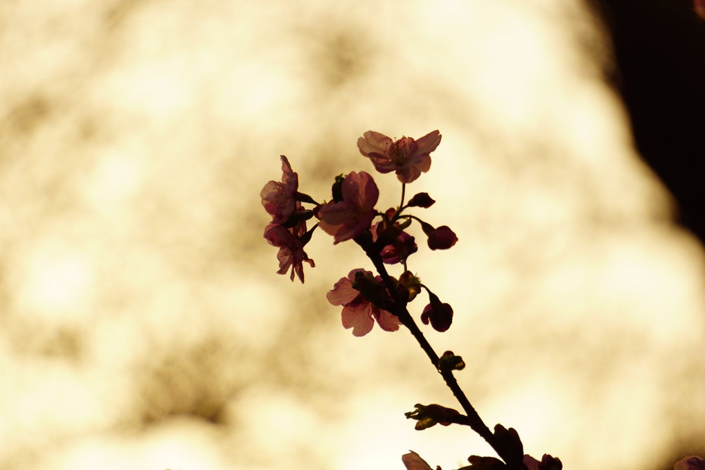 夕暮れと桜