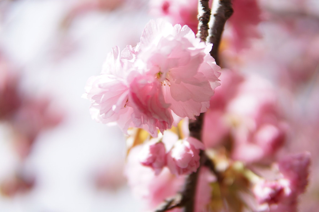 芝桜まつり⇨近所の公園の八重桜